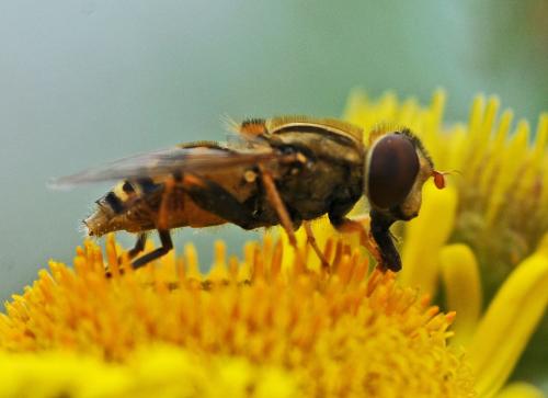 Réf. 327 975 : Parhelophilus versicolor